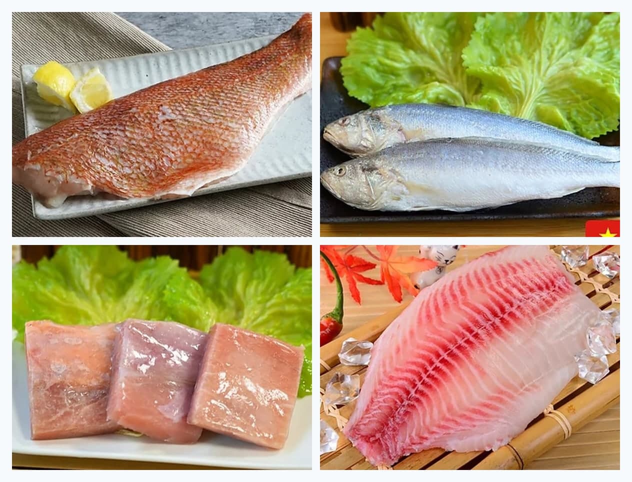 真實型錄中的紅魚與各類魚貨照片拼圖