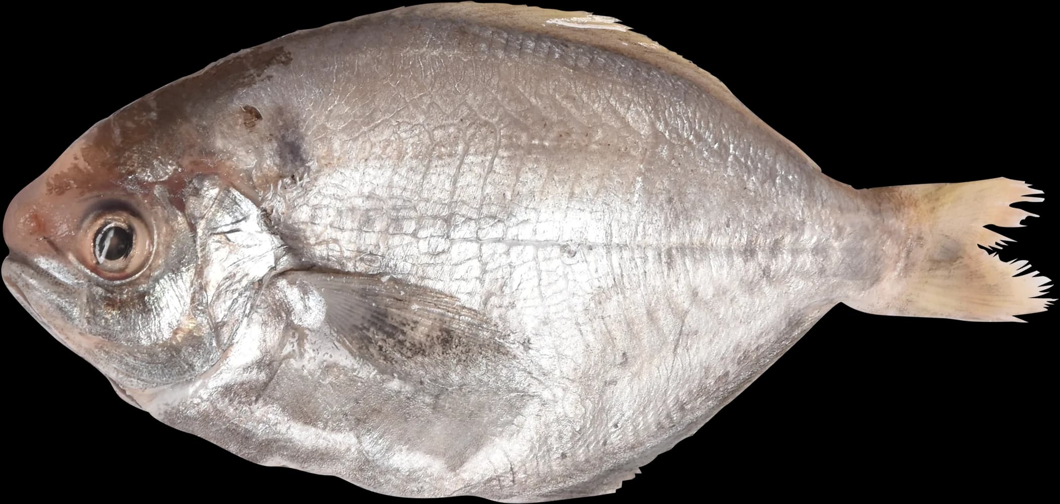 肉魚代表商品圖