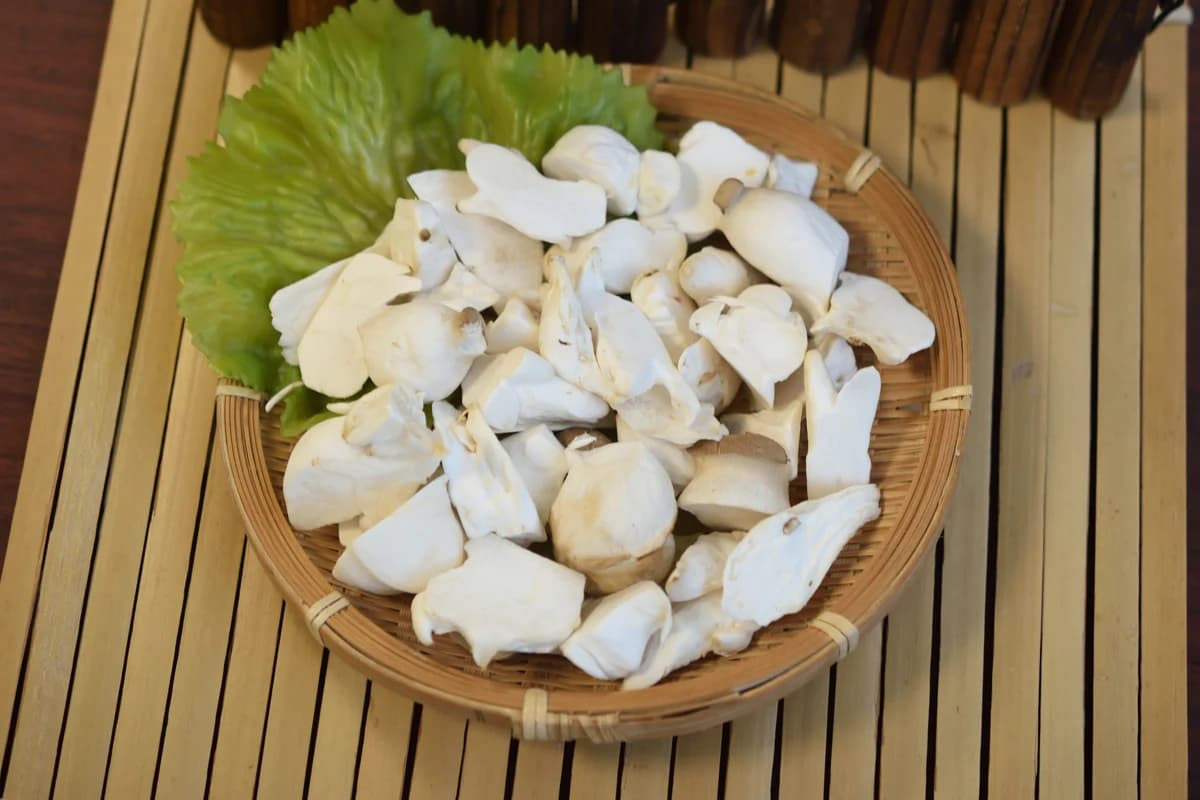 杏鮑菇角料A商品圖