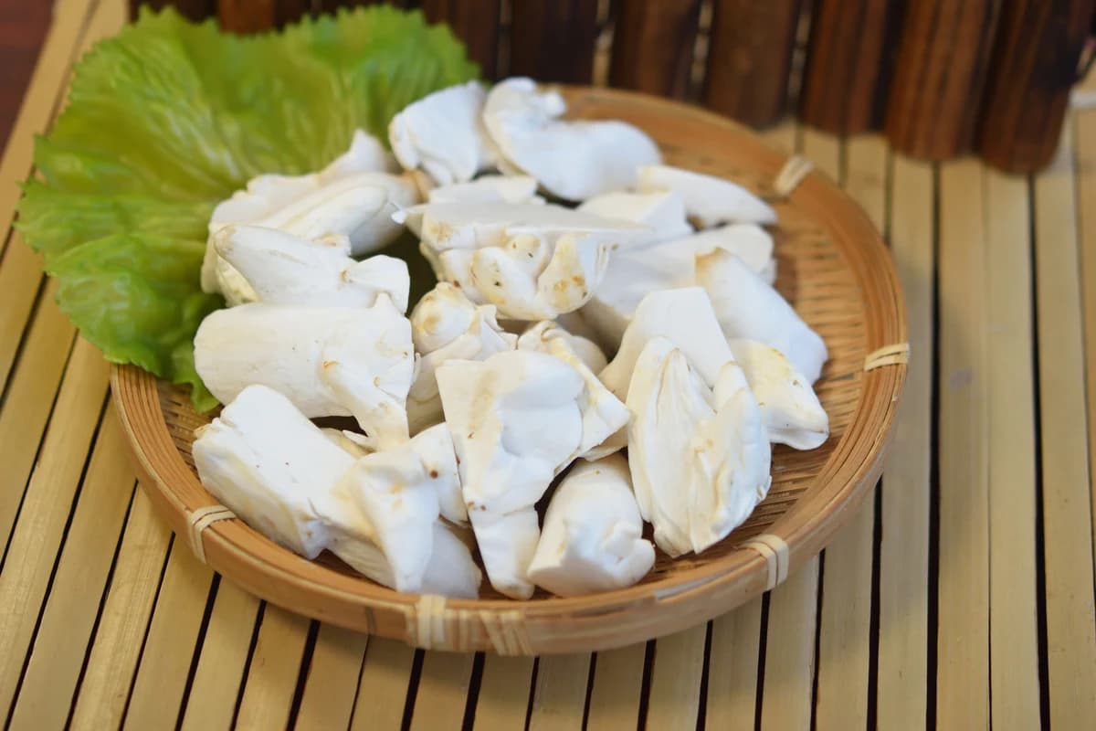 杏鮑菇角料B商品圖