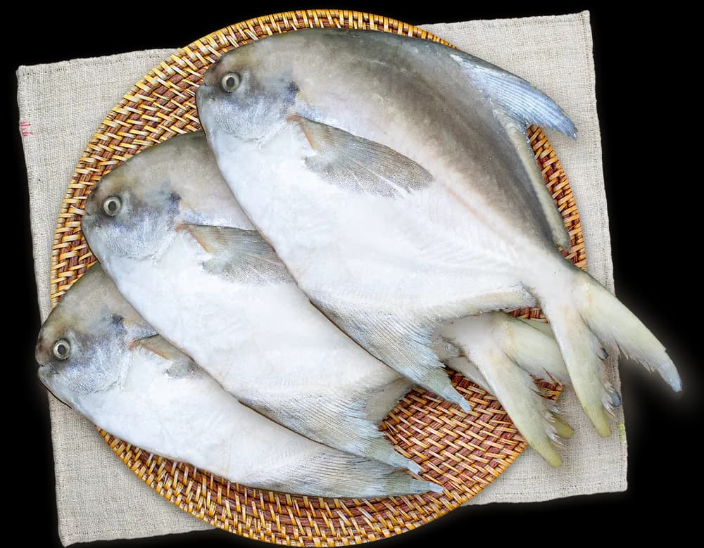 白鯧魚代表商品圖